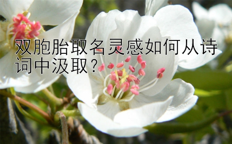 双胞胎取名灵感如何从诗词中汲取？