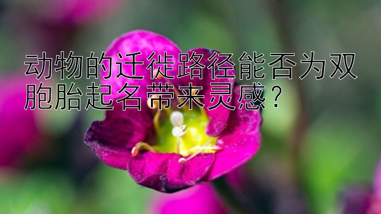 动物的迁徙路径能否为双胞胎起名带来灵感？